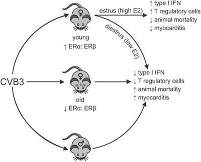 Age-Associated Changes in Estrogen Receptor Ratios Correlate with Increased Female Susceptibility to Coxsackievirus B3-Induced Myocarditis